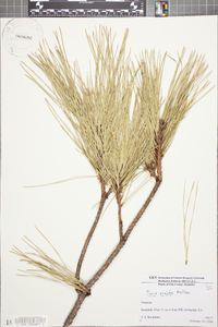 Pinus rigida image