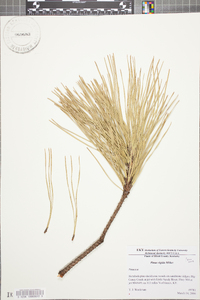 Pinus rigida image