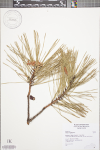 Pinus rigida image