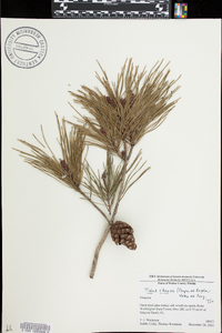 Pinus clausa image