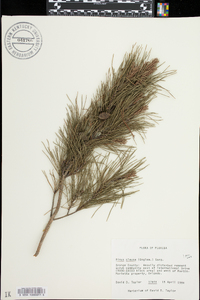 Pinus clausa image