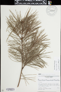 Pinus echinata image