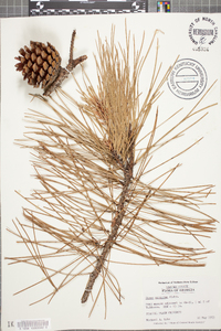 Pinus serotina image