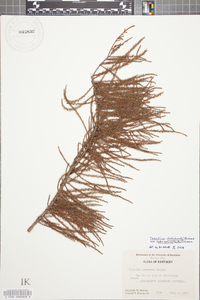 Taxodium ascendens image