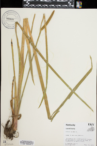 Acorus calamus image