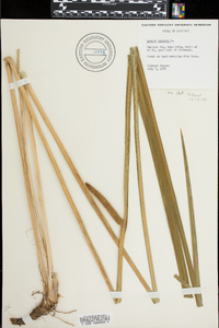 Acorus calamus image