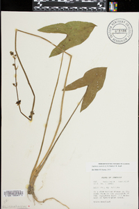 Sagittaria australis image