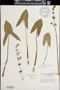 Sagittaria australis image