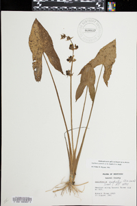 Sagittaria australis image