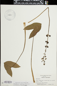 Sagittaria australis image