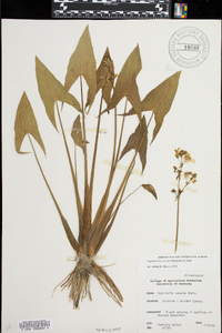 Sagittaria cuneata image