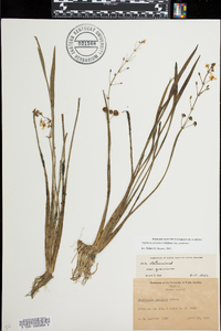 Sagittaria graminea subsp. graminea image