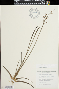 Sagittaria graminea image