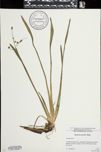 Sagittaria graminea image