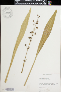 Sagittaria lancifolia image