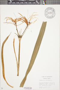 Hymenocallis occidentalis image