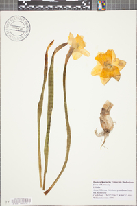 Narcissus pseudonarcissus image