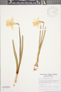 Narcissus pseudonarcissus image