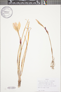 Zephyranthes atamasca image