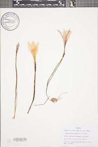 Zephyranthes atamasca image