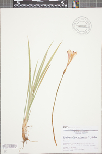 Zephyranthes atamasca image