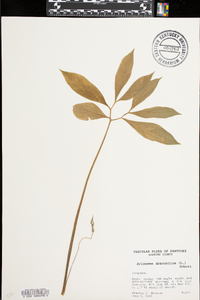 Arisaema dracontium image