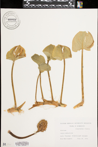 Calla palustris image