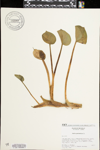 Calla palustris image