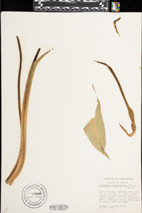 Peltandra sagittifolia image