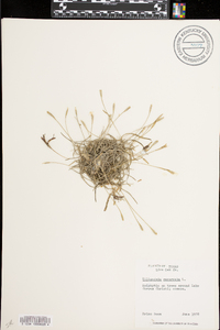 Tillandsia recurvata image