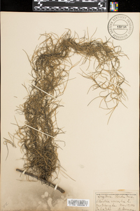 Tillandsia usneoides image