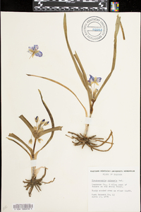 Tradescantia ohiensis image