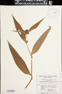 Tradescantia subaspera image