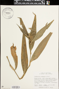 Tradescantia subaspera image