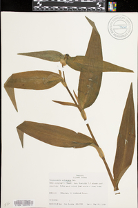 Tradescantia subaspera image