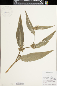 Tradescantia subaspera image