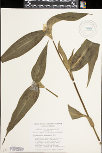 Tradescantia subaspera image