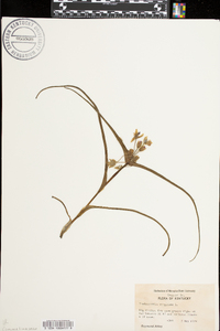 Tradescantia virginiana image