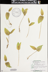 Maianthemum canadense image