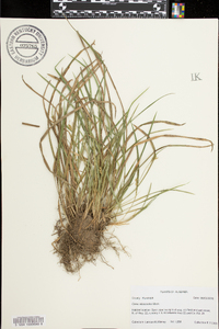 Carex abscondita image