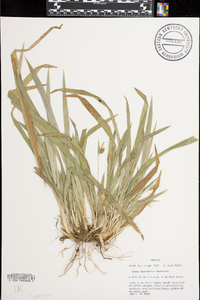 Carex abscondita image