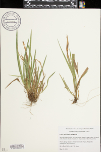 Carex abscondita image