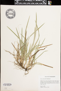 Carex abscondita image