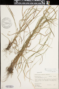 Carex aestivalis image