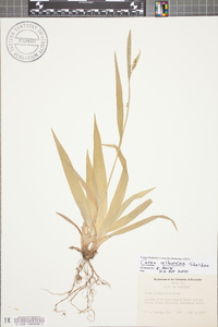 Carex platyphylla image