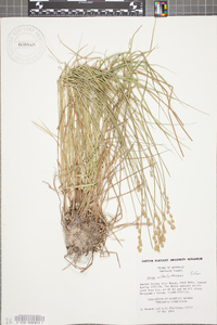 Carex albolutescens image