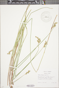 Carex albolutescens image