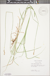 Carex albolutescens image