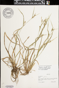 Carex grisea image