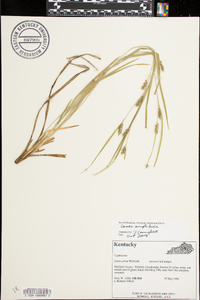 Carex grisea image